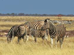 094-Zebras 70D2-2754