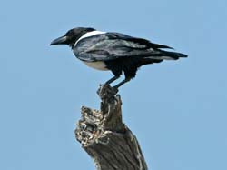 095-Pied Crow 70D2-2759