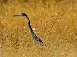 096-Black-headed Heron 70D2-2763