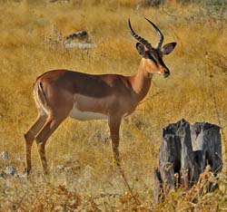 097-Blackfaced Impala  70D2-2803