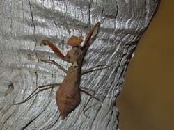 098-Praying Mantis 70D2-0690