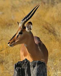 100-Blackfaced Impala  70D2-2807