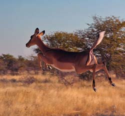 103-Jumping Impala  7J8E1205