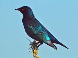 104-Burchells Starling 70D2-2831