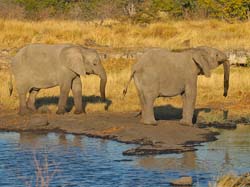 105-Elephants 70D2-2858