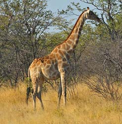 106-Giraffe 70D2-2849