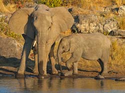 107-Elephants 70D2-2860