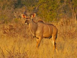 108-Kudu  70D2-2883