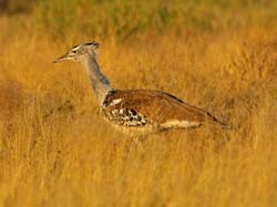 110-Kori Bustard 70D2-2876