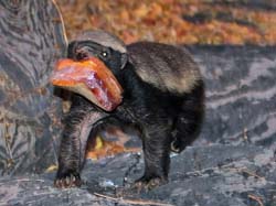 112-Honey Badger Returning from 711  70D2-2897