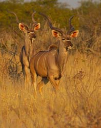 113-Kudus  70D2-2880