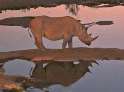 115-Rhino at Camp Water Hole 70D2-2907