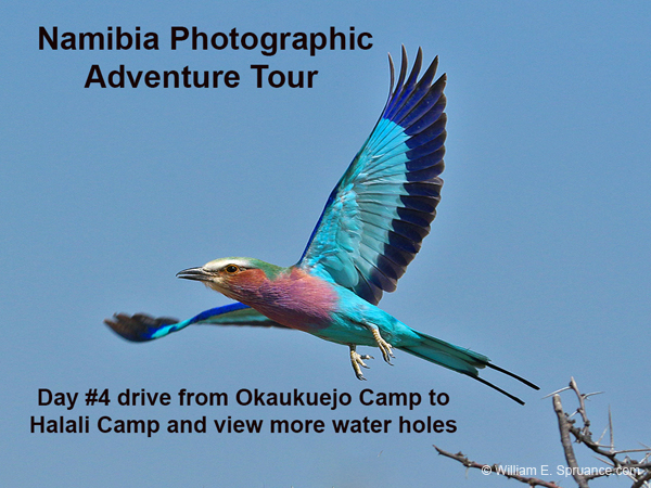 118-Lilac-breasted Roller  Day 4 Start 