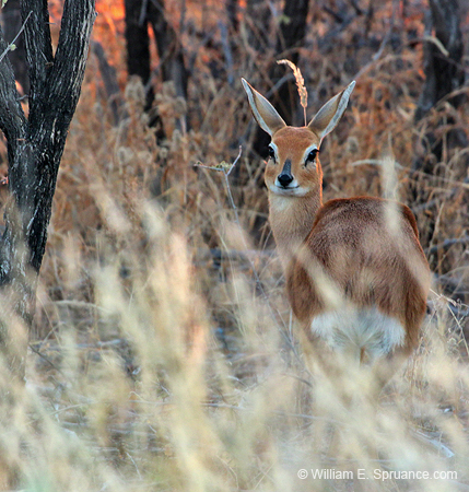121-Kirks DikDik  70D2-2931