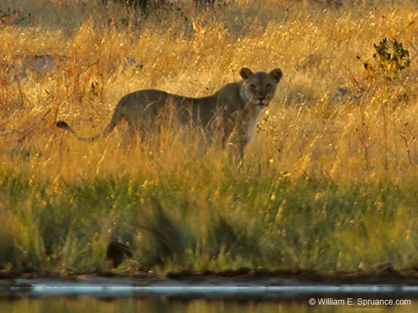 122-Lioness  70D2-2933