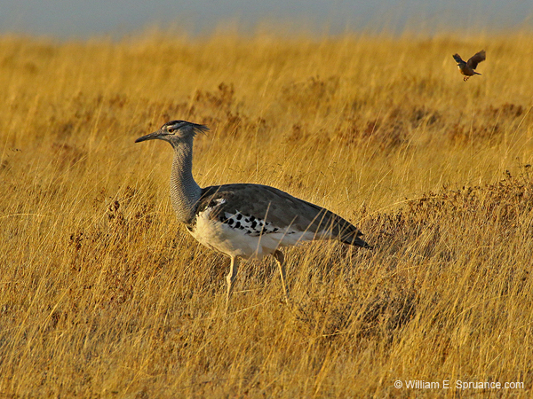 123-Kori Bustard  70D2-2938
