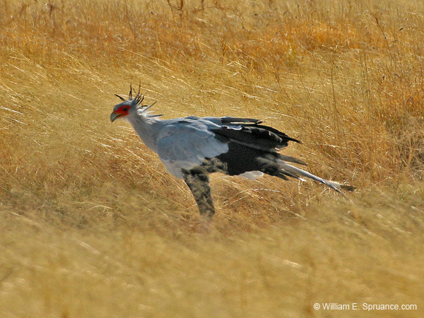 127-Secretarybird  70D2-2997