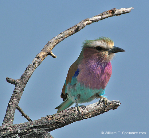 129-Lilac-breasted Roller  70D2-3050