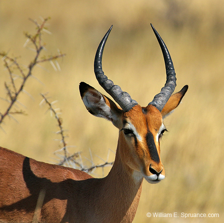 130-Black-faced Impala  70D2-3107