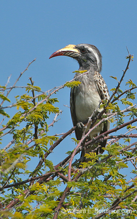 132-African Grey Hornbill  70D2-3041