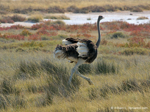 138-Ostrich  70D2-3171