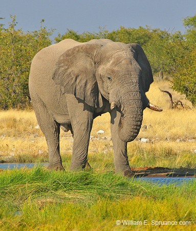 142-Elephant  70D2-3206