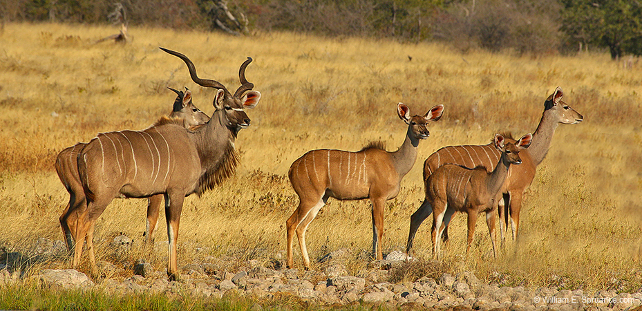 143-Kudus  70D2-3221