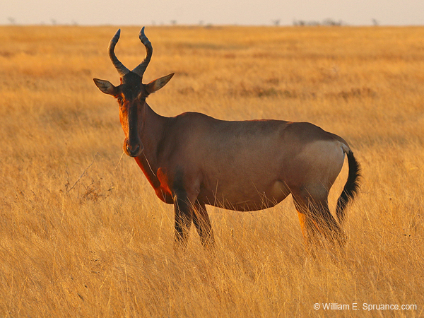 145-Red Hartebeest  70D2-3238