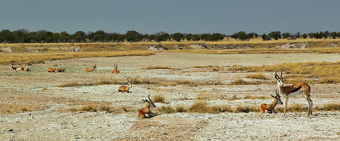 150-Springboks on the Pan  7J8E1302