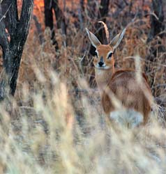 121-Kirks DikDik  70D2-2931