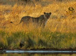122-Lioness  70D2-2933