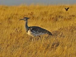 123-Kori Bustard  70D2-2938