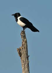 124-Pied Crow  70D2-2955