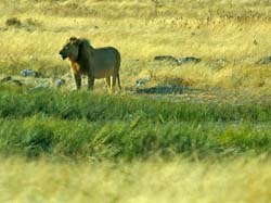 125-Male Lion  70D2-2960