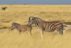 126-Zebras  70D2-2975