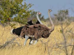 128-Common Ostrich  70D2-3010