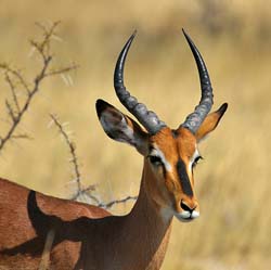130-Black-faced Impala  70D2-3107