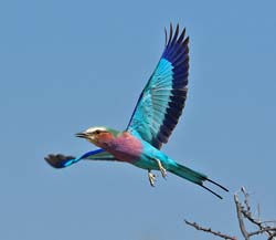 131-Lilac-breasted Roller  70D2-3083