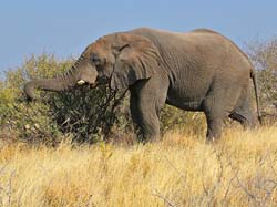 135-Elephant  70D2-3165