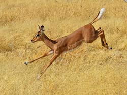 137-Black-faced Impala  70D2-3152