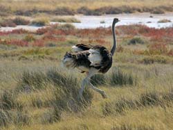 138-Ostrich  70D2-3171