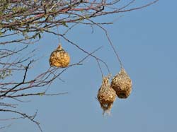 139-Weaver Nests  70D2-3175