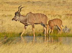 141-Kudus  70D2-3217