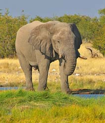 142-Elephant  70D2-3206