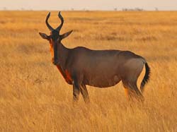 145-Red Hartebeest  70D2-3238
