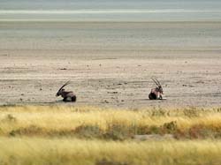 151-Gemsboks on the Etosha Pan  70D2-3021