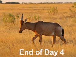 153-End 4 Red Hartebeest  70D2-3241
