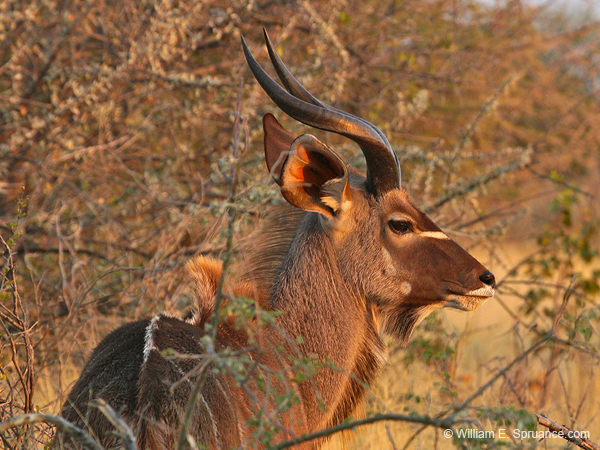 158-Kudu  70D2-3246