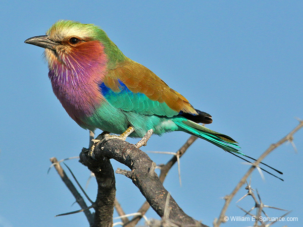 159-Lilac-breasted Roller  70D2-3282