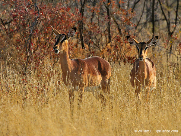 160-Black-faced Impalas  70D2-3283